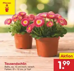 Netto Marken-Discount Tausendschön Bellis Angebot