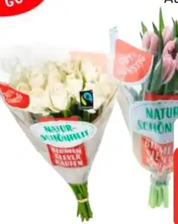 Edeka Gut & Günstig Moosrosen Angebot