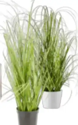 Mömax mömax modern living Grasbündel Patrick Angebot