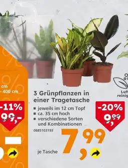 Globus Baumarkt 3 grünpflanzen in einer tragetasche Angebot