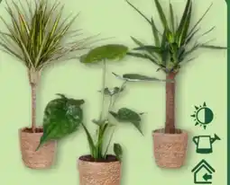 Aldi Nord Gardenline Grünpflanze Angebot