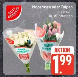 Edeka Moosrosen oder Tulpen Angebot