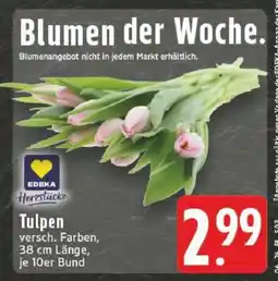 Edeka Tulpen Angebot