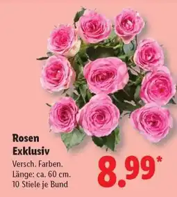 Lidl Rosen Exklusiv Angebot