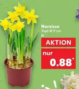 Kaufland Narzisse Angebot