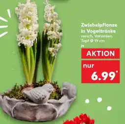 Kaufland Zwiebelpflanze in Vogeltränke Angebot