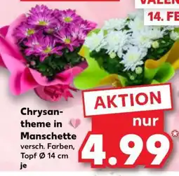 Kaufland Chrysantheme in Manschette Angebot