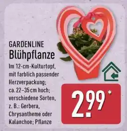 Aldi Nord GARDENLINE Blühpflanze Angebot