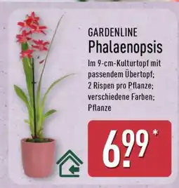 Aldi Nord GARDENLINE Phalaenopsis Angebot