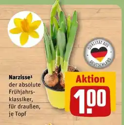 REWE Narzisse Angebot
