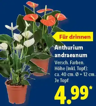 Lidl Anthurium andraeanum Angebot