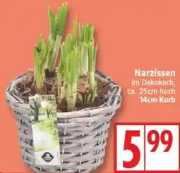 Edeka Narzissen Angebot