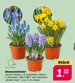 NETTO Blumenzwiebeln Angebot