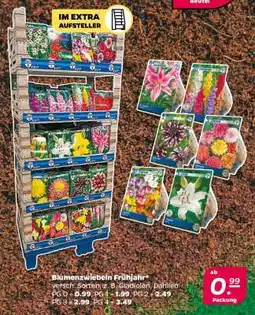 NETTO Blumenzwiebeln Frühjahr Angebot