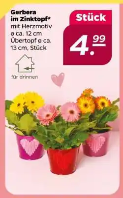 NETTO Gerbera im Zinktopf Angebot