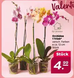 NETTO Orchidee 1 Trieb Angebot