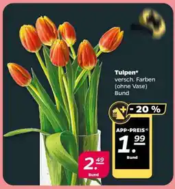 NETTO Tulpen Angebot