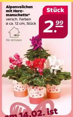 NETTO Alpenveilchen mit Herzmanschette Angebot