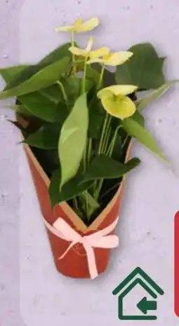 Aldi Nord Gardenline Anthurie Angebot