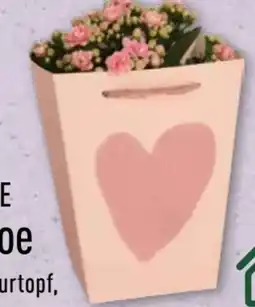 Aldi Nord Gardenline Kalanchoe Angebot