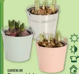 Aldi Nord Gardenline Blumenzwiebeln Angebot