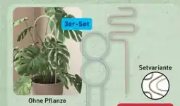 Aldi Nord Belavi Pflanzenstäbe 3er-Set Angebot
