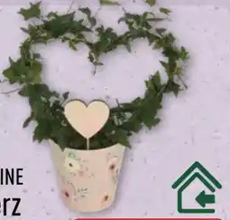Aldi Nord Gardenline Efeuherz Angebot