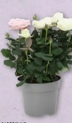 Aldi Nord Gardenline Topfrosen-Duo Dolce Amore Angebot