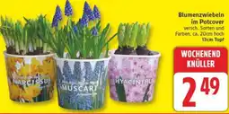 Edeka Blumenzwiebeln im Potcover Angebot