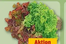 REWE Wurzelsalate Salattrio Angebot