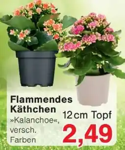 Wiglo Wunderland Flammendes Käthchen >>Kalanchoe«<, Angebot