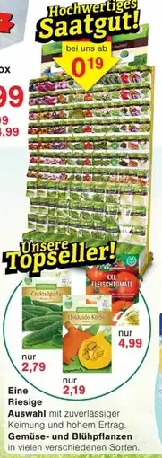 Wiglo Wunderland Hochwertiges Saatgut! Angebot