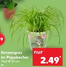 Kaufland Katzengras im Pappbecher Angebot