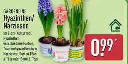 Aldi Nord GARDENLINE Hyazinthen/ Narzissen Angebot