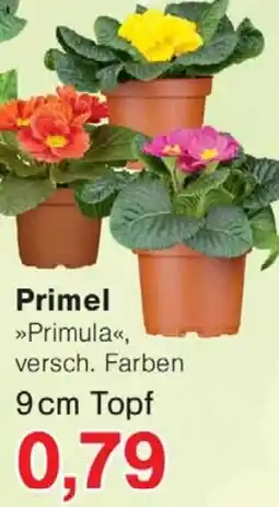 Wiglo Wunderland Primel Angebot