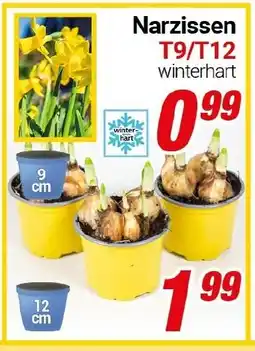 CENTERSHOP Narzissen T9/T12 Angebot
