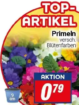CENTERSHOP Primeln Angebot