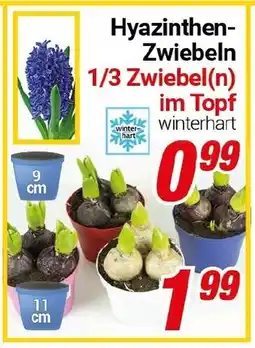 CENTERSHOP Hyazinthen Zwiebeln Angebot