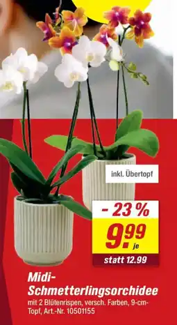 toom Baumarkt Midi- Schmetterlingsorchidee Angebot