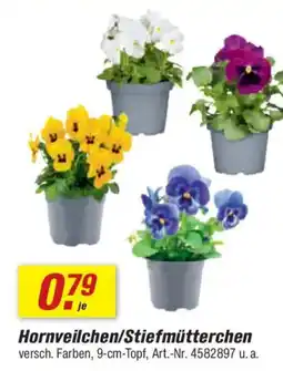 toom Baumarkt Hornveilchen/Stiefmütterchen Angebot