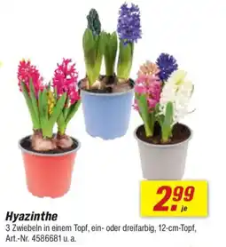 toom Baumarkt Hyazinthe Angebot