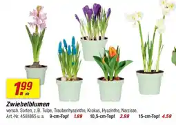 toom Baumarkt Zwiebelblumen Angebot