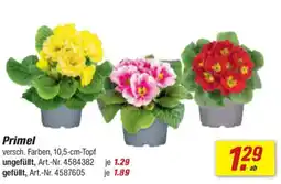 toom Baumarkt Primel Angebot