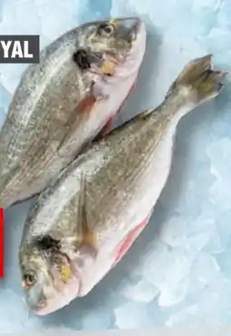 Handelshof Dorade Royale Angebot