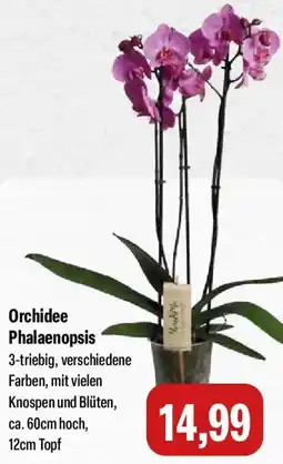 Feneberg Orchidee Phalaenopsis Angebot