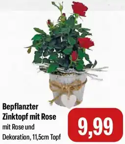 Feneberg Bepflanzter Zinktopf mit Rose Angebot