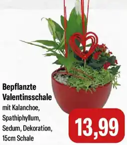 Feneberg Bepflanzte Valentinsschale Angebot