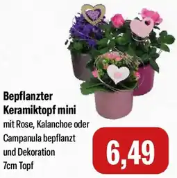 Feneberg Bepflanzter Keramiktopf mini Angebot