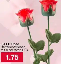Woolworth LED Rose Angebot