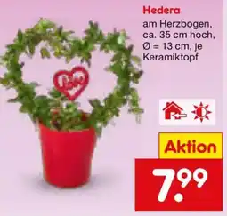 Netto Marken-Discount Hedera Angebot